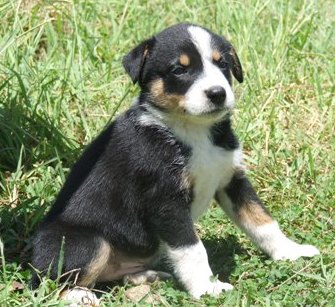 Raffa